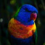 Discover the Most Colorful Bird In the World