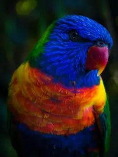 the most colorful bird in the world
