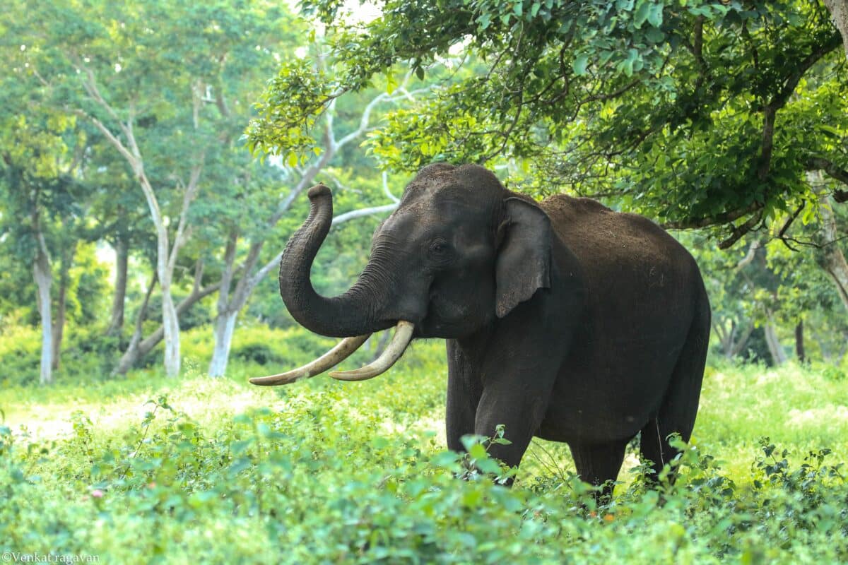 Elephant - Most endangered species of animal