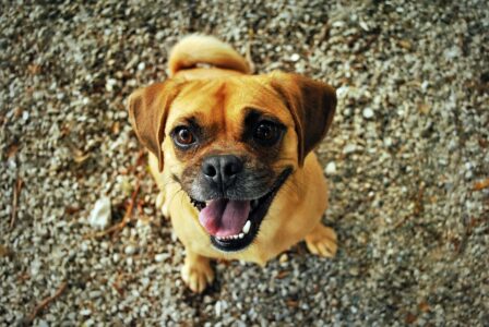 Retro Pug: An Iconic Dog