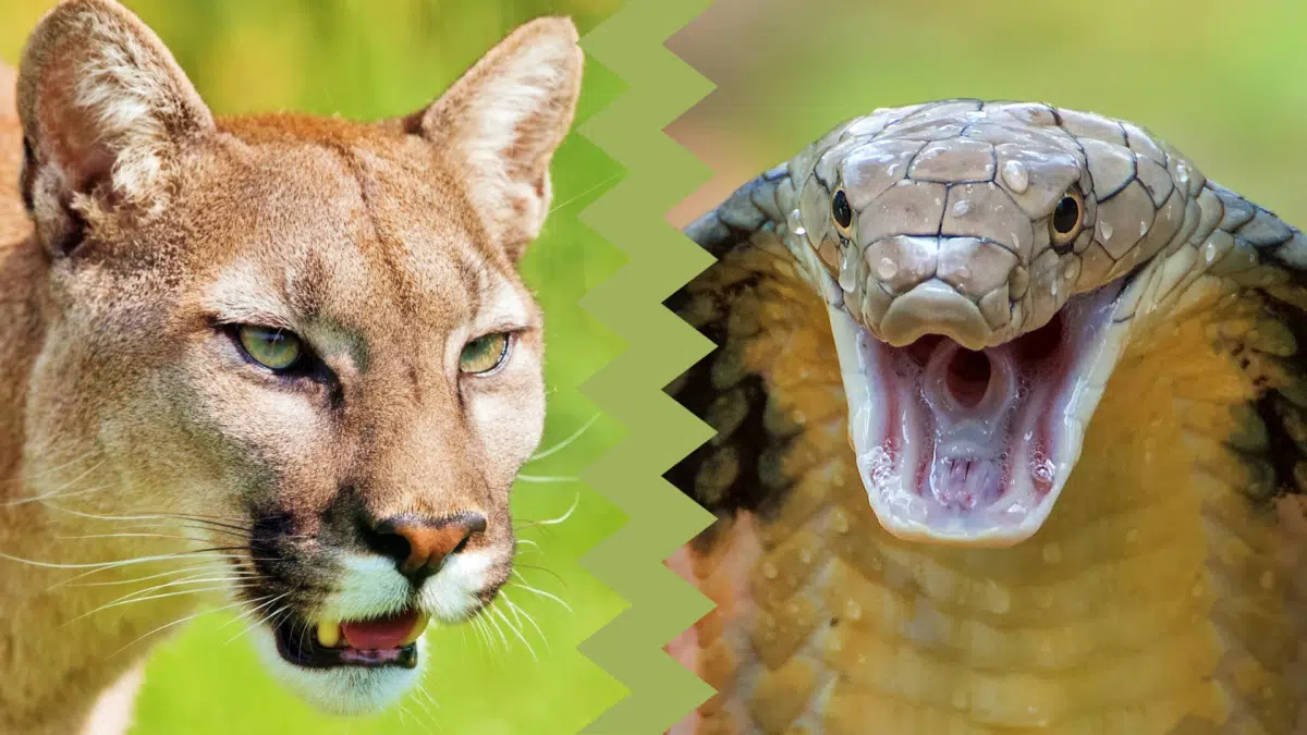 puma vs. cobra