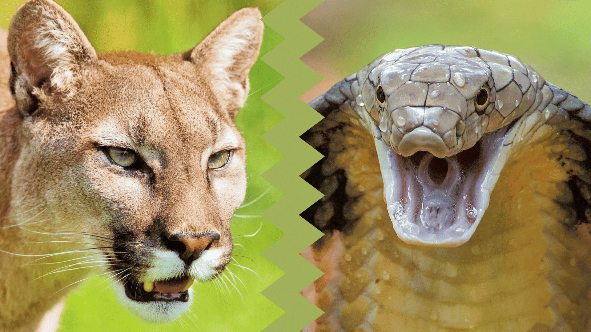 puma vs. cobra