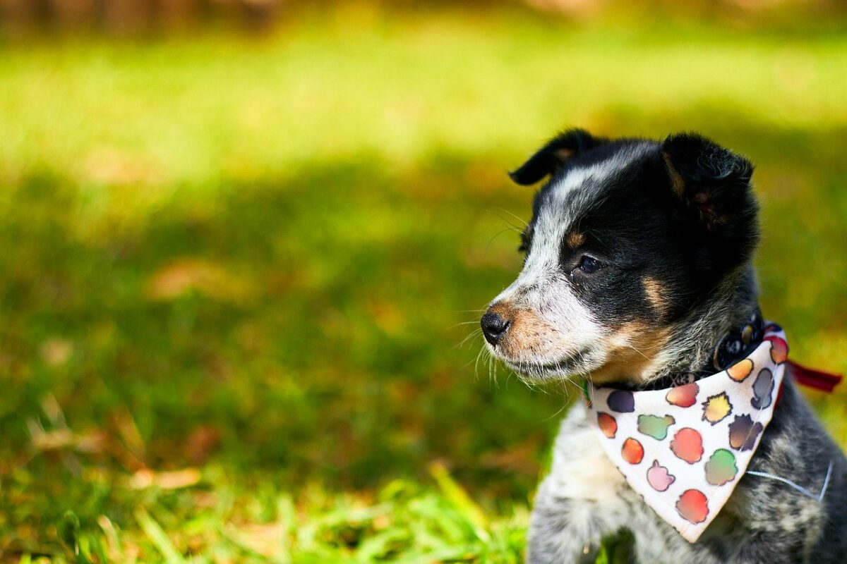 texas heeler