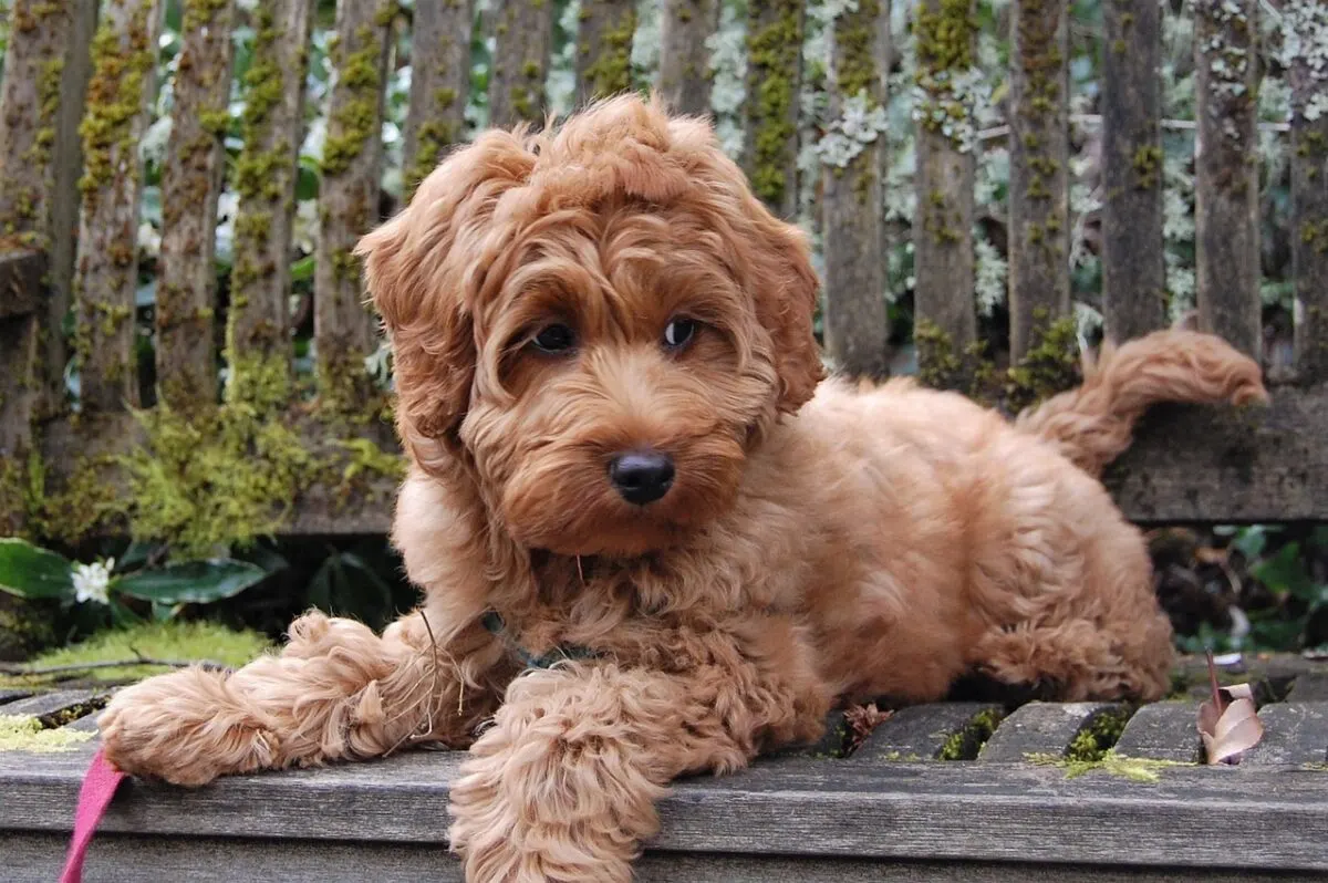 mini labradoodle