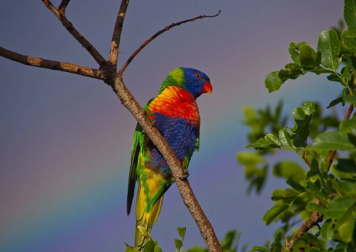 the most colorful bird in the world