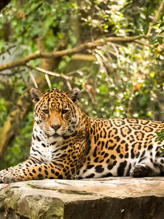 Watch: Largest Jaguar Ever Recorded in Arizona