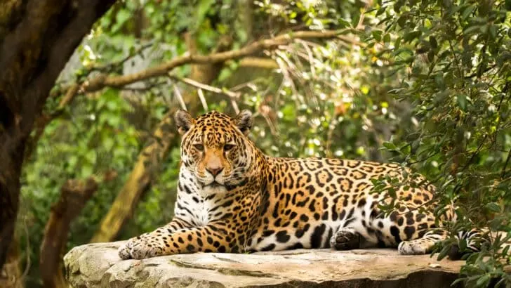 Largest Jaguar Ever Recorded in Arizona (57lb)