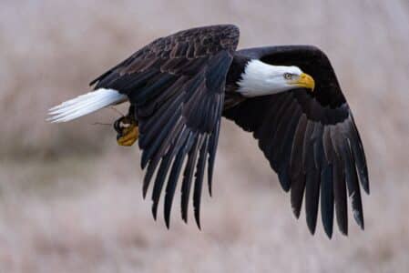 Watch a Massive Eagle Outmaneuvers A Crow