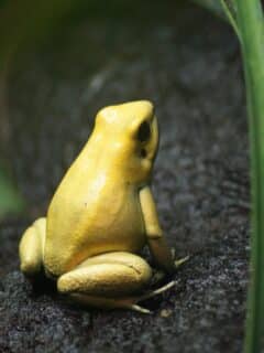 most poisonous frog in the world