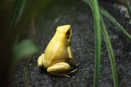 The Most Poisonous Frog In The World
