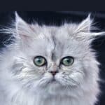 Persian Cat vs. American Shorthair Cat