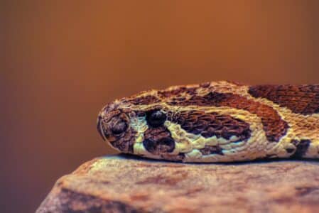 The 5 Deadliest Snakes of Texas