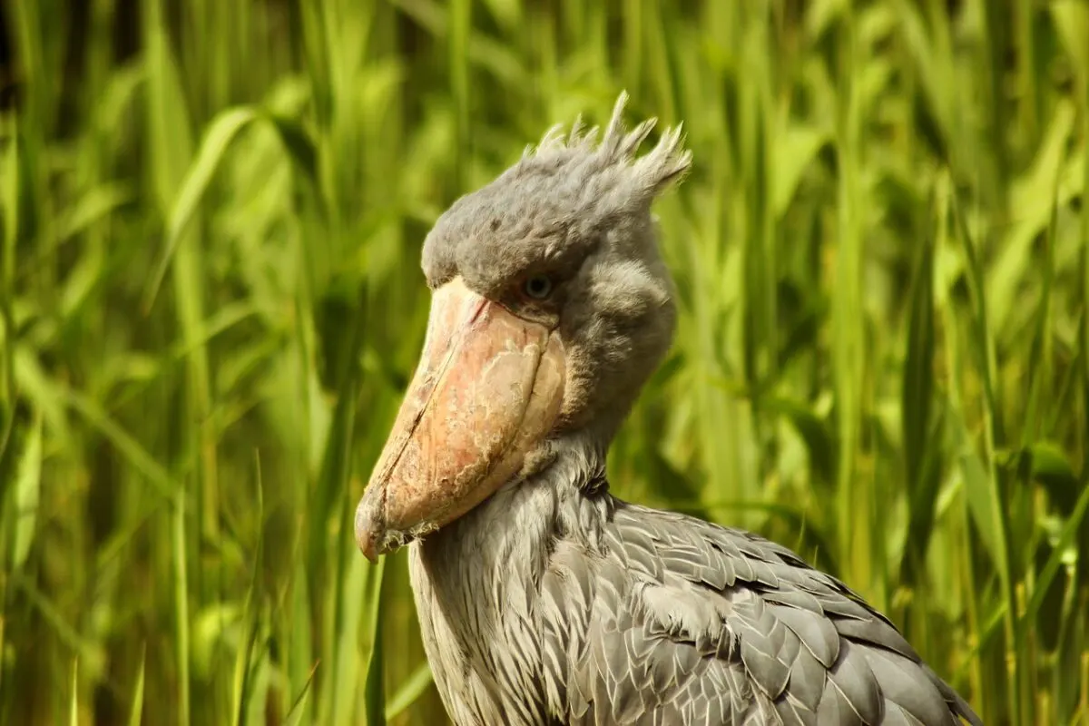 shoebill stork eating crocodile