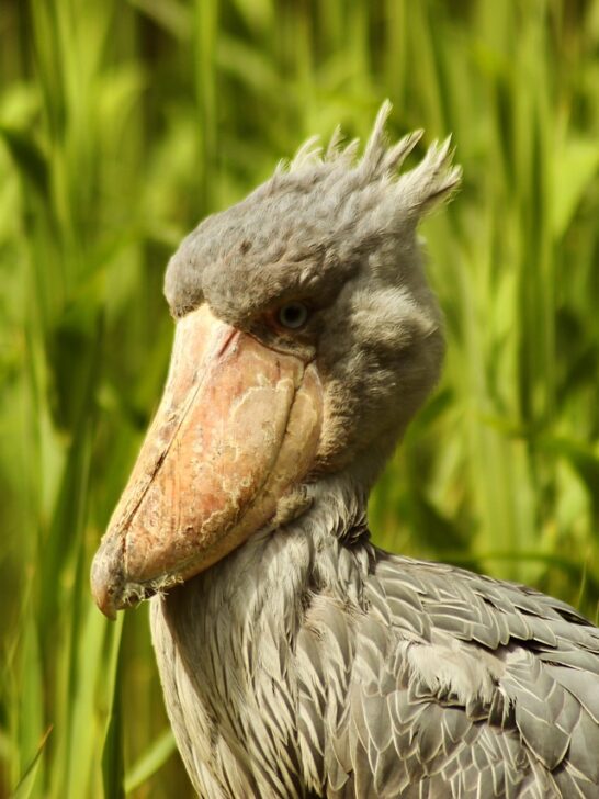 Watch Why The Shoebill Stork Is The Only Bird that Eats Crocodiles