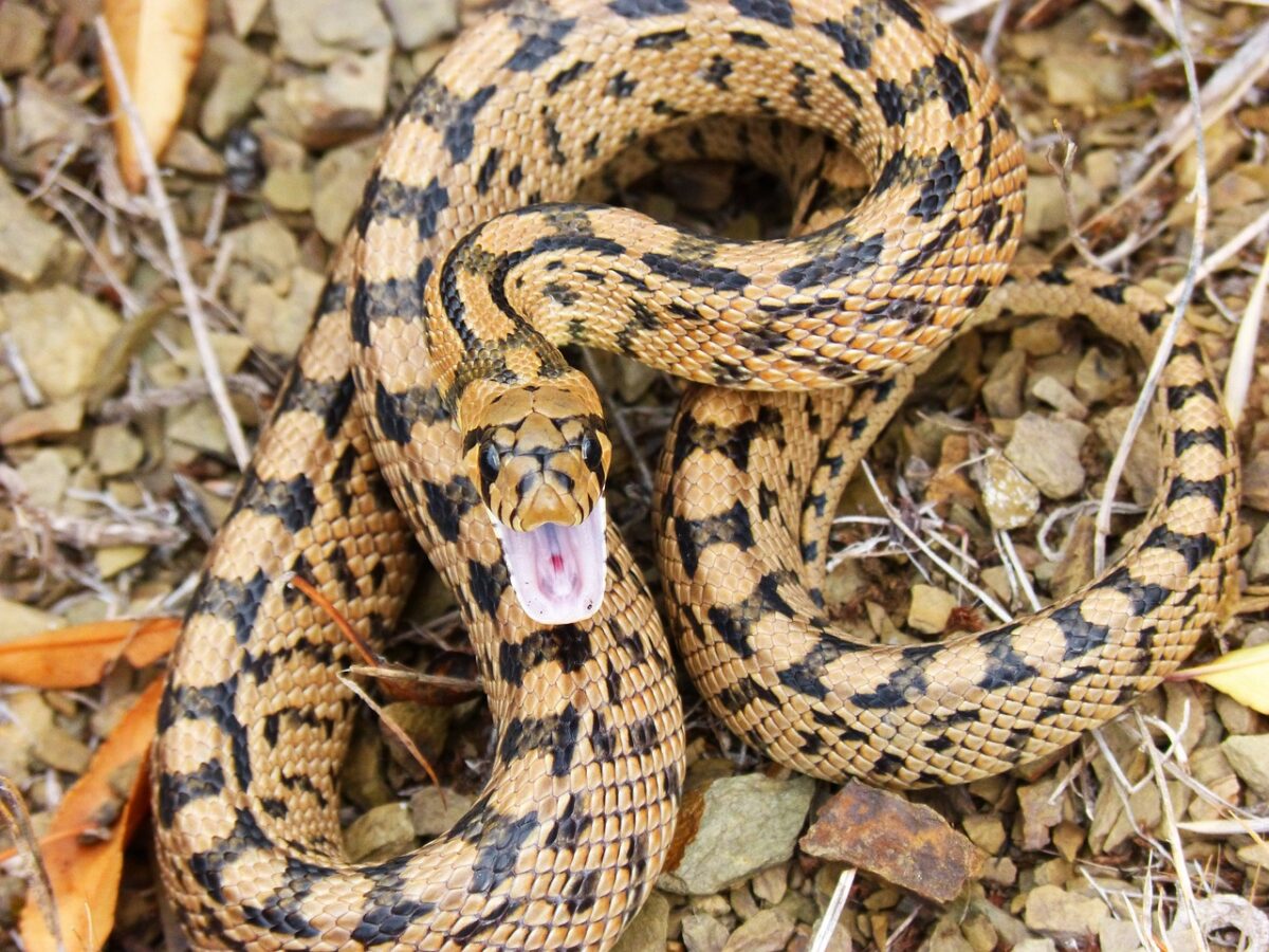 texas rat snake