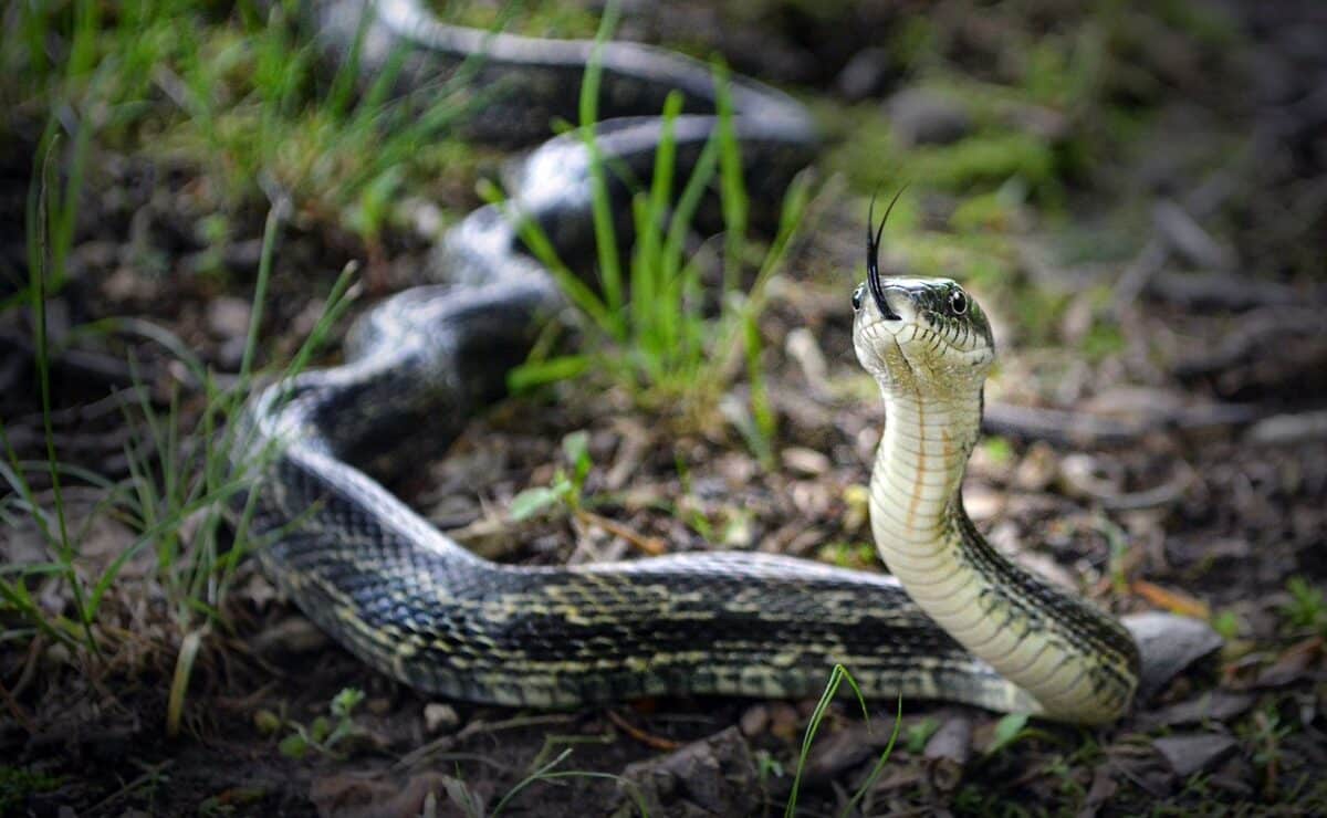 texas rat snake