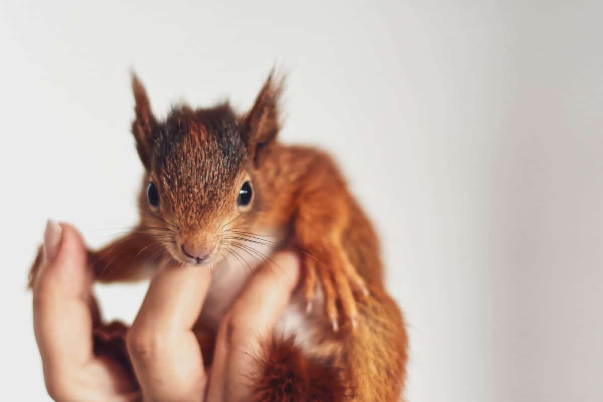 baby squirrel