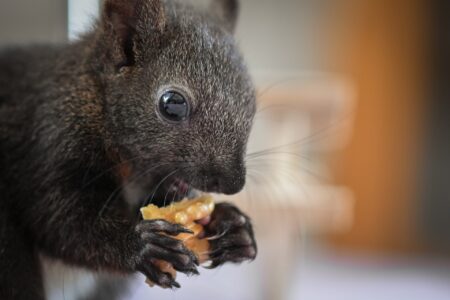 The Secrets of the Adorable Baby Squirrels