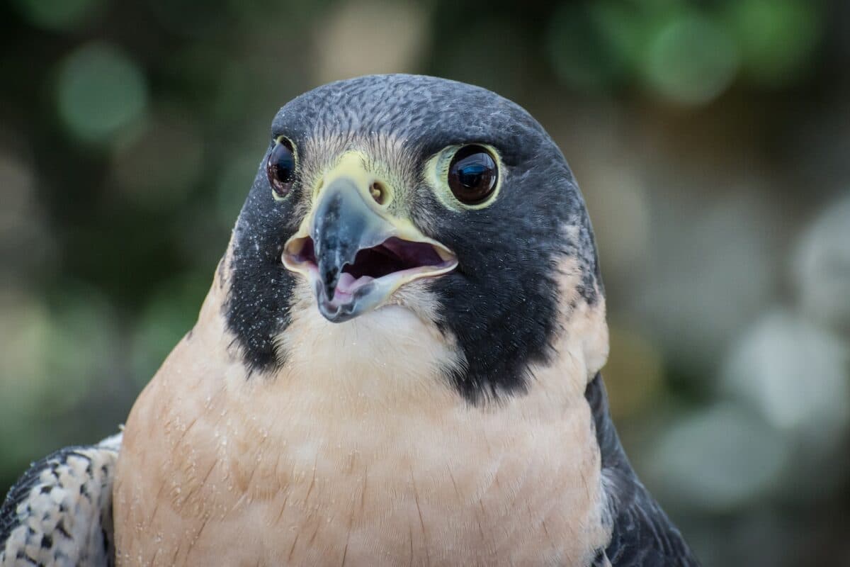 Peregrine Falcon the fastest bird in the world