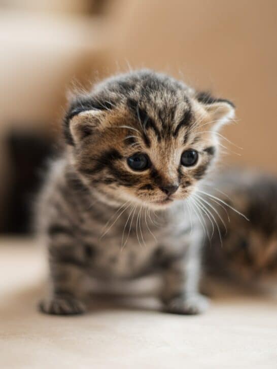 11 Cat Breeds That Stay Small Forever