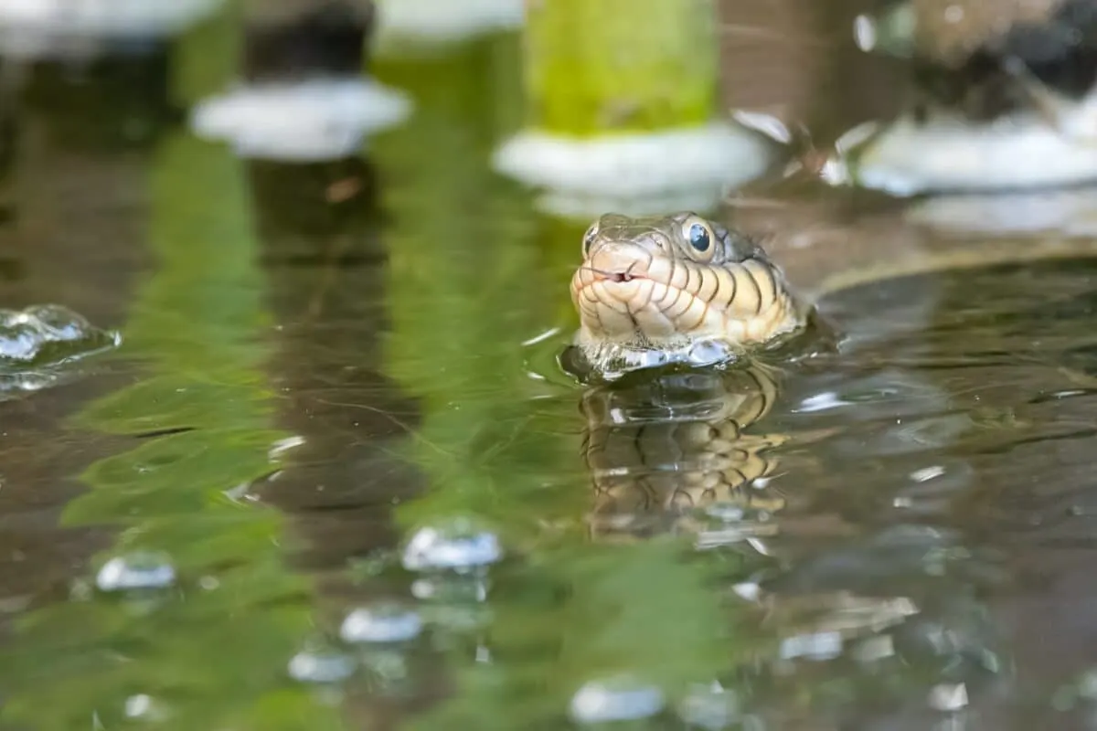 water snakes