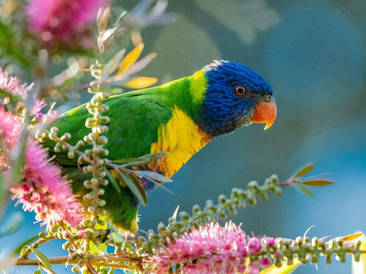 Rainbow-Lorikeet