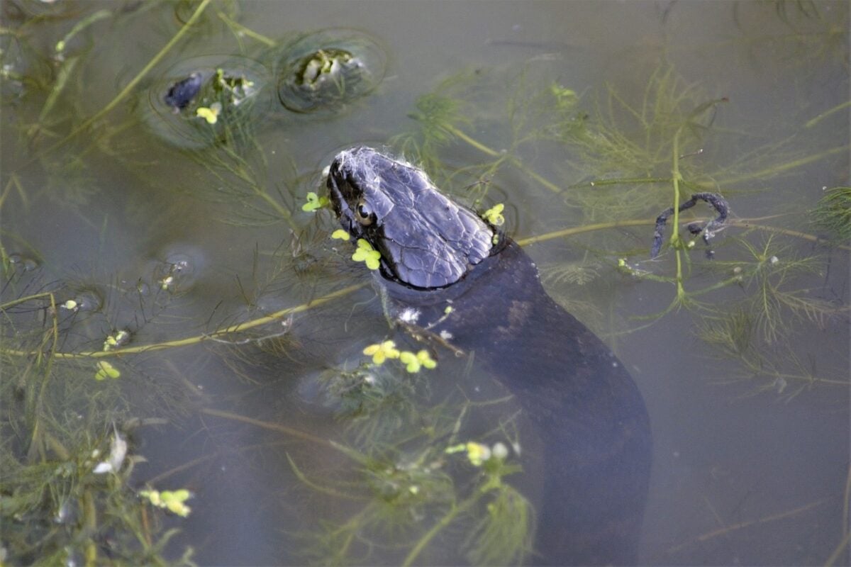 northern water snake 