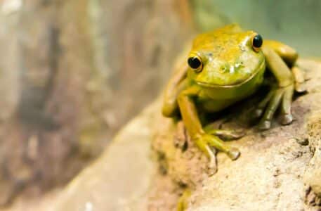 The Vibrant Danger of Poison Dart Frogs