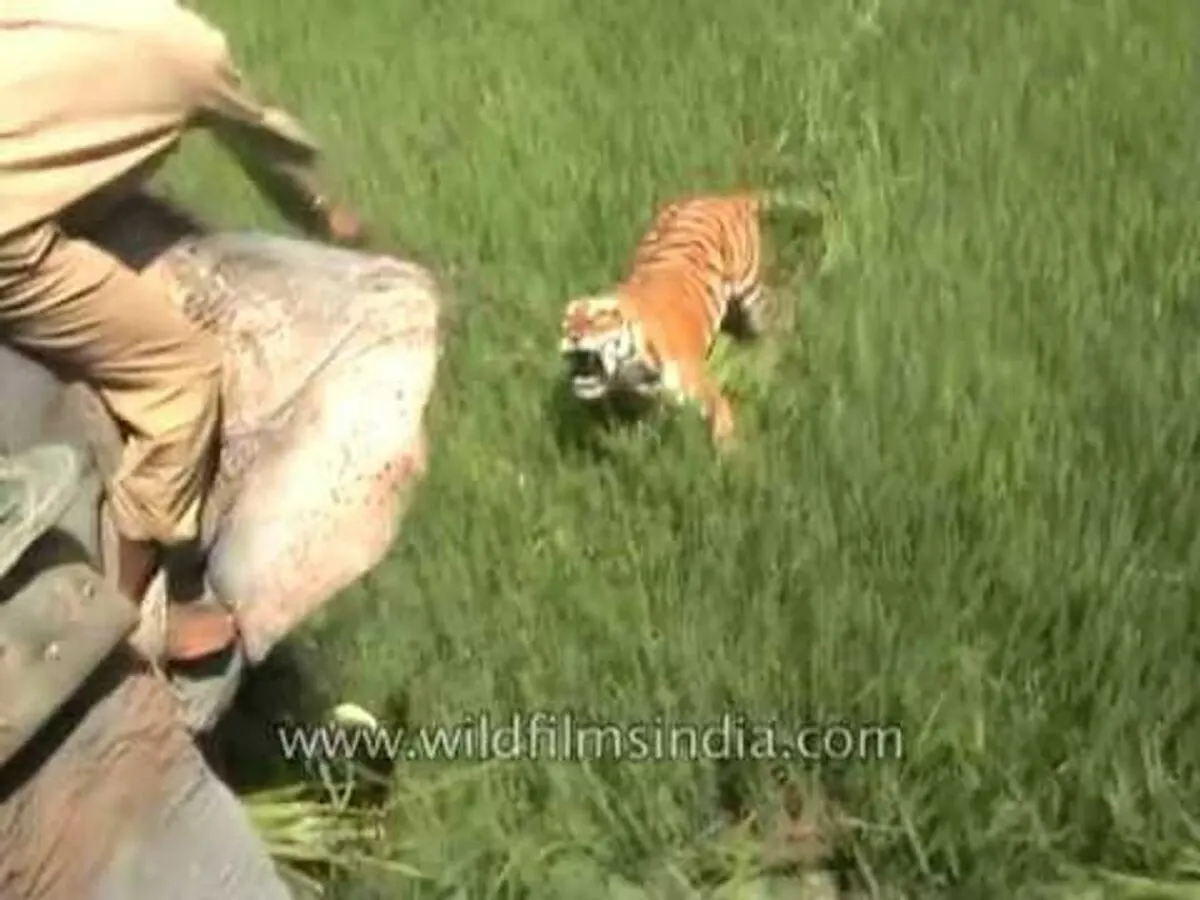 The Elephant Ride That Turned Deadly – A Man’s Encounter with a Tiger The Elephant Ride That Turned Deadly – A Man’s Encounter with a Tiger