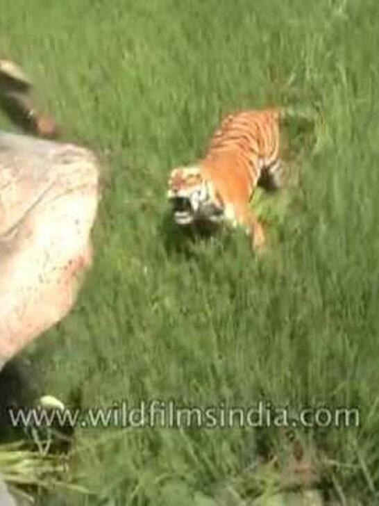 Watch a Tiger taking on an Elephant in the Wild