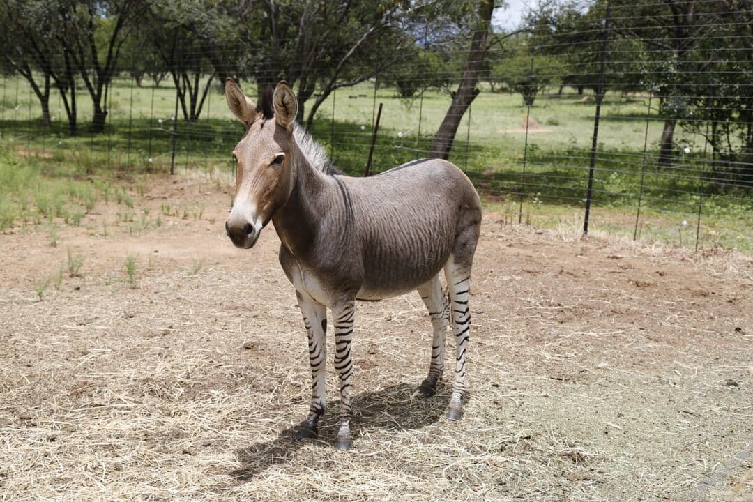 Zonkey: An Intriguing Hybrid