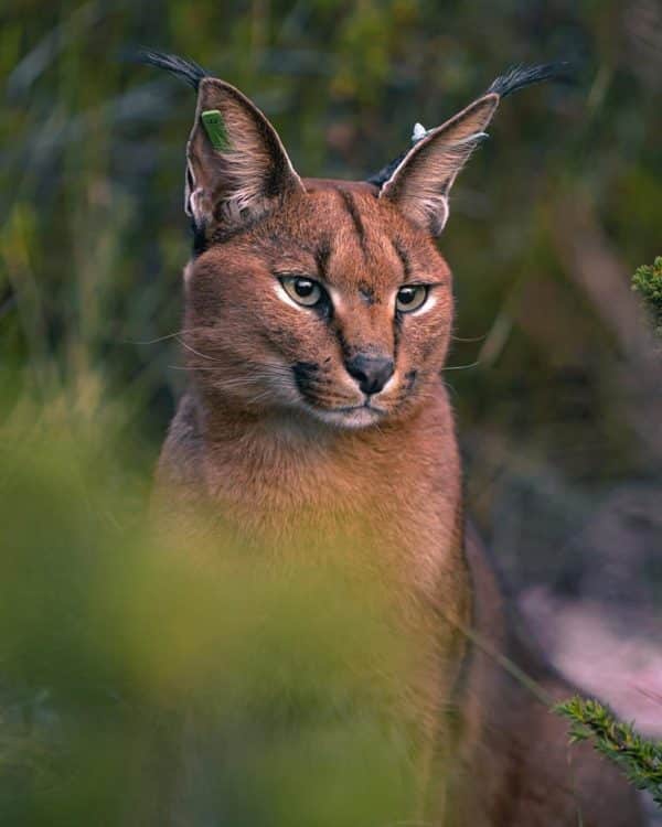 Farewell to Hermes: Cape Town's Beloved Caracal Adventure Comes to an End