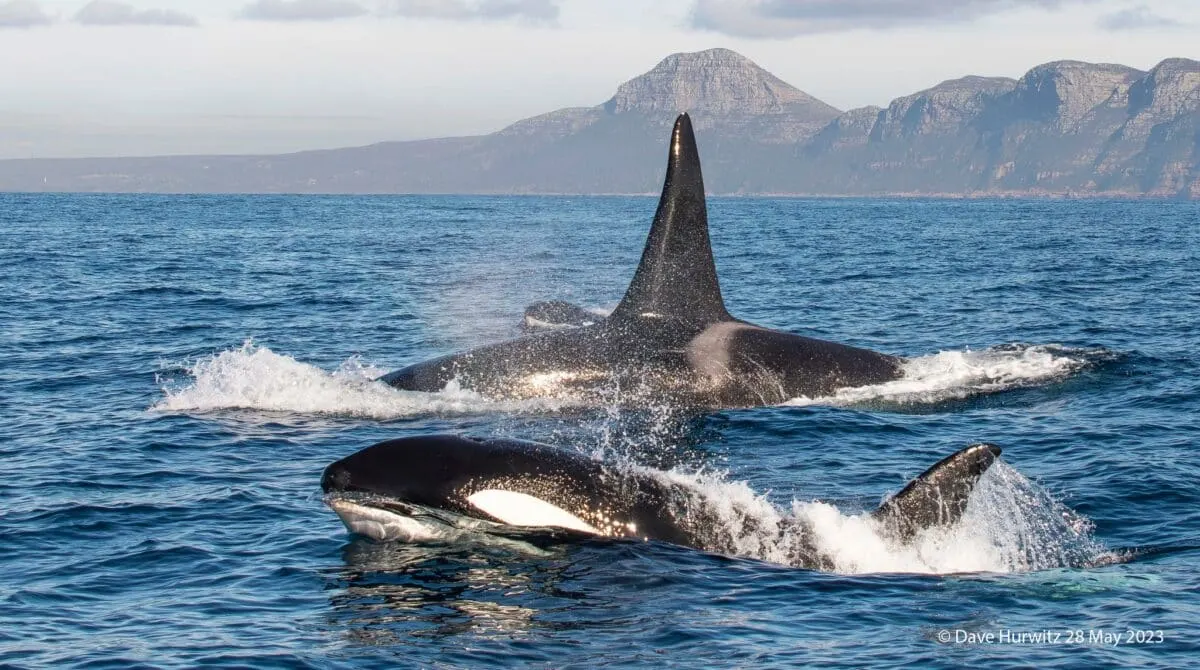 The Grand Return Killer Whales in False Bay