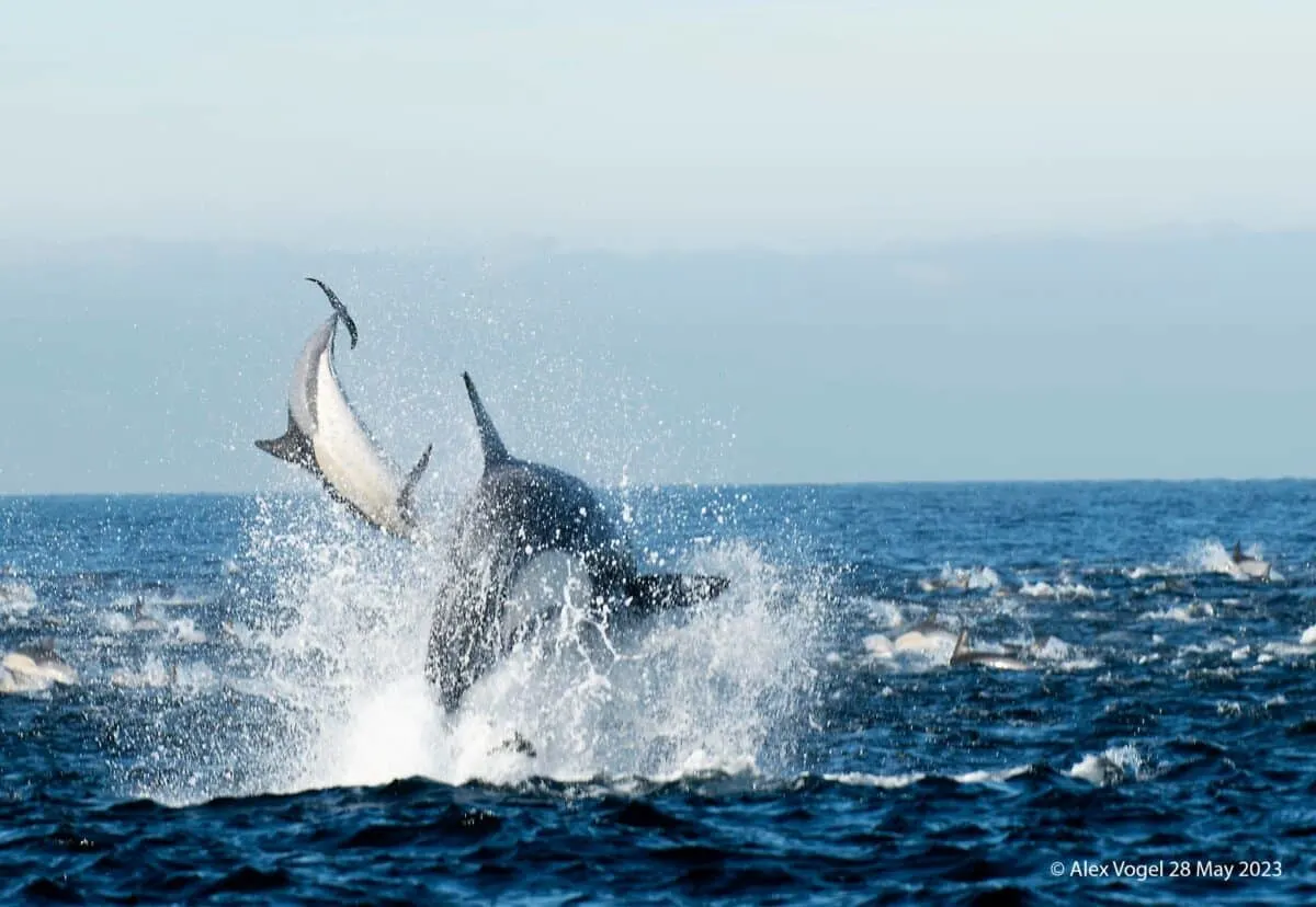 The Grand Return Killer Whales in False Bay