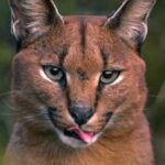 Farewell to Hermes: Cape Town's Beloved Caracal