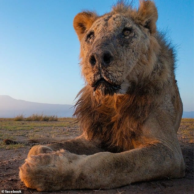 World's Oldest Lion, Loonkito, Brutally Speared to Death!
