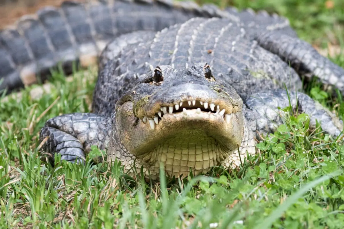 Gator hiding in the grass ready to attack