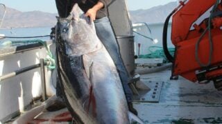 the largest atlantic bluefin tuna caught