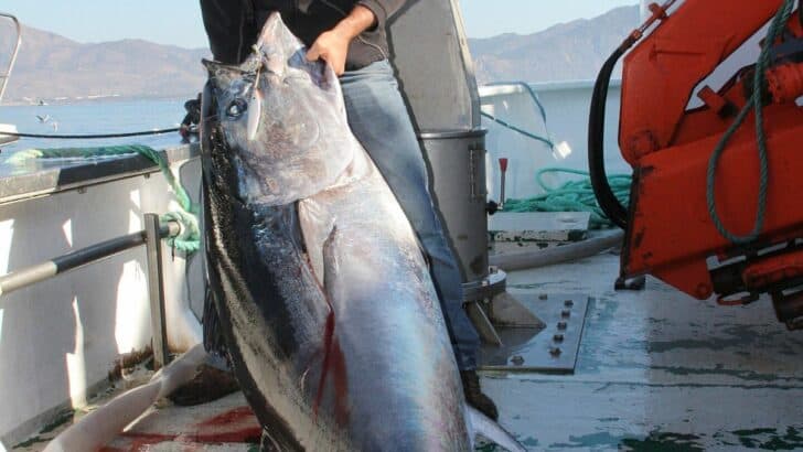 Watch: The Largest Atlantic Bluefin Tuna Ever Caught in North America (Record Weight)