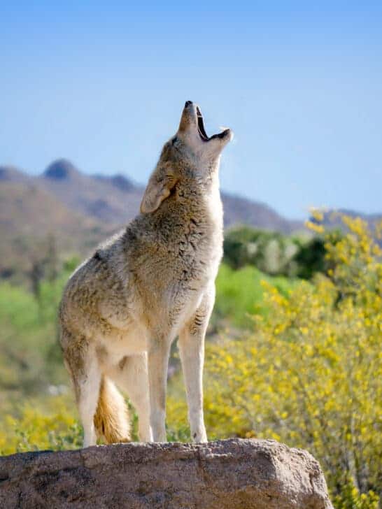 Explore Pennsylvania’s Coyote Population