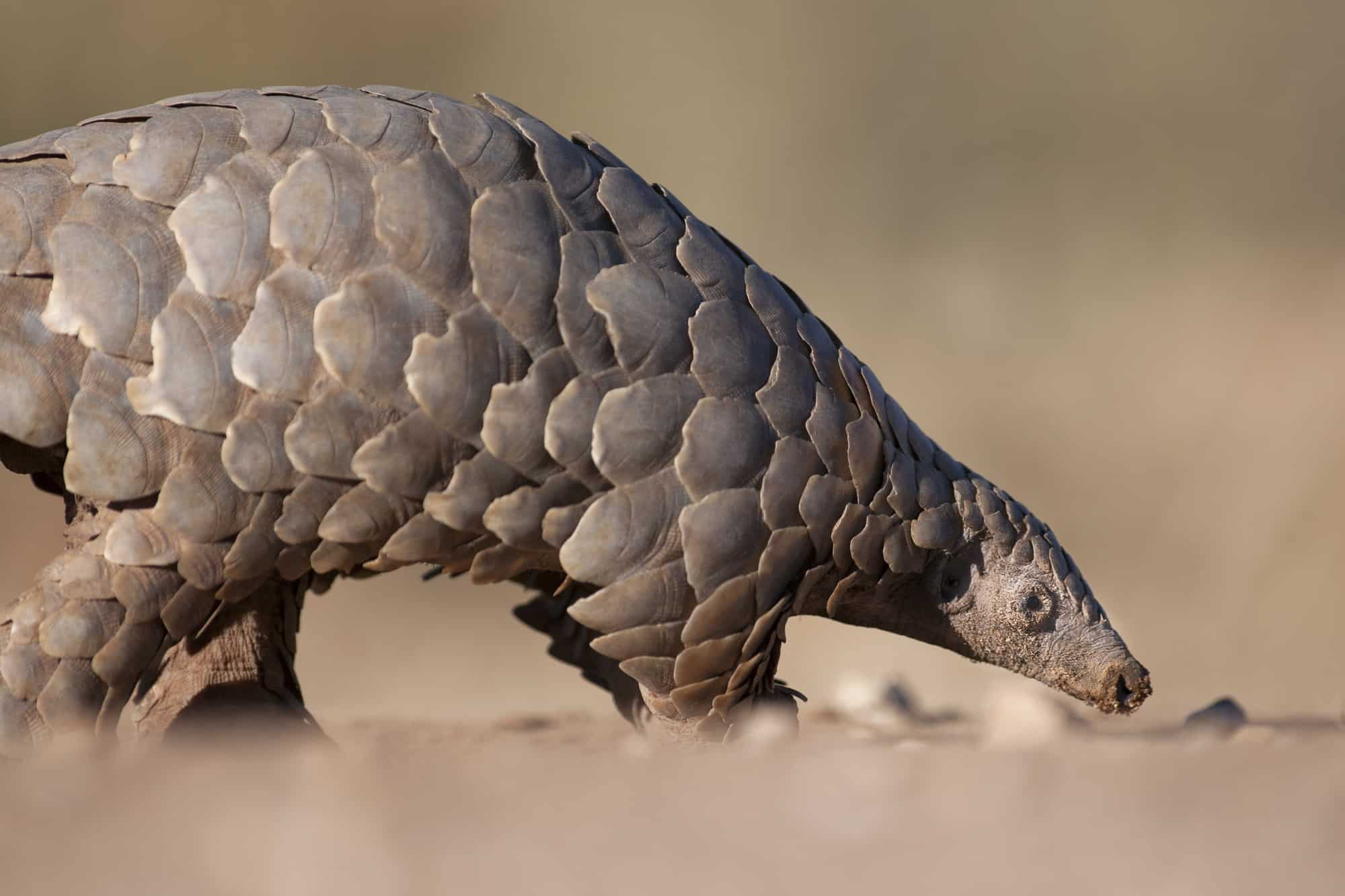 illegal pangolin dealer caught