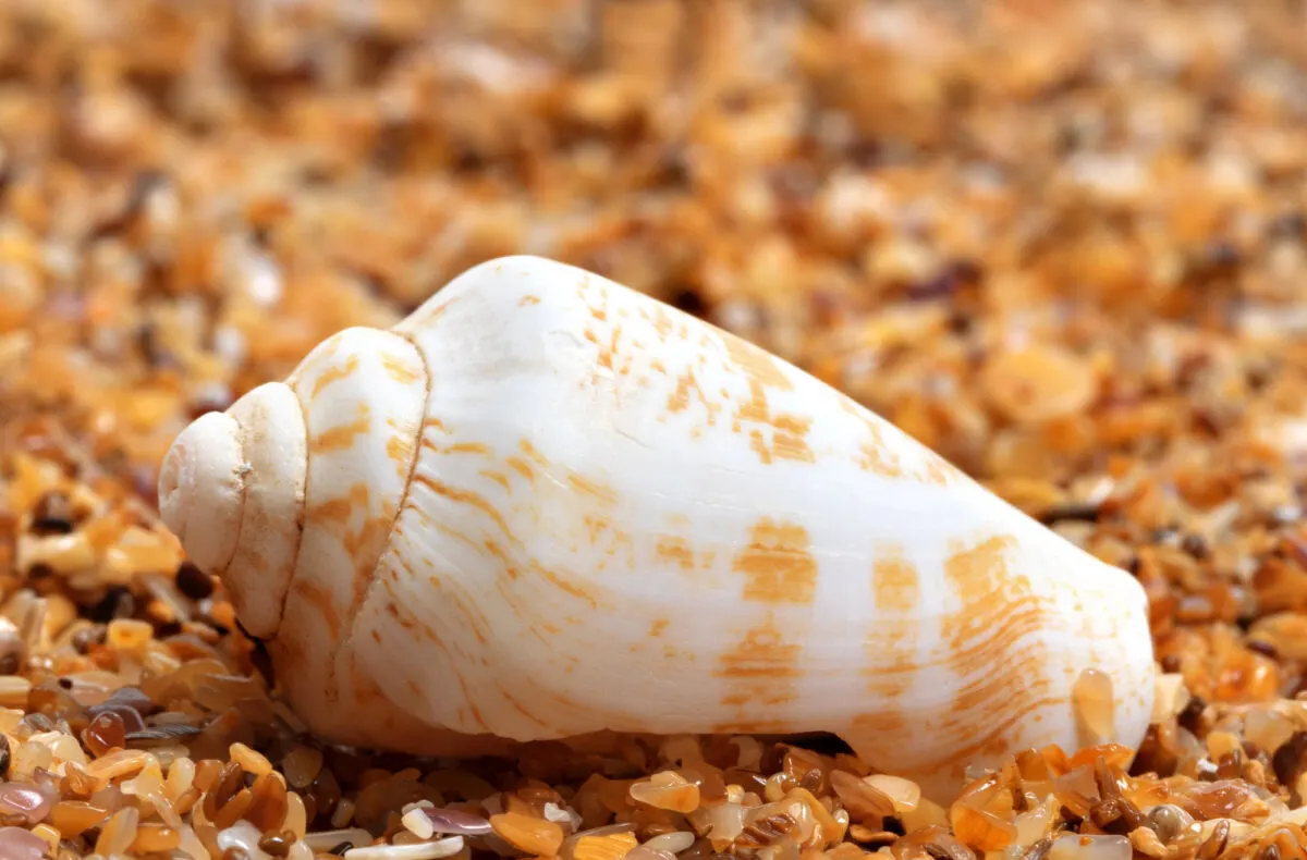 cone snail bite