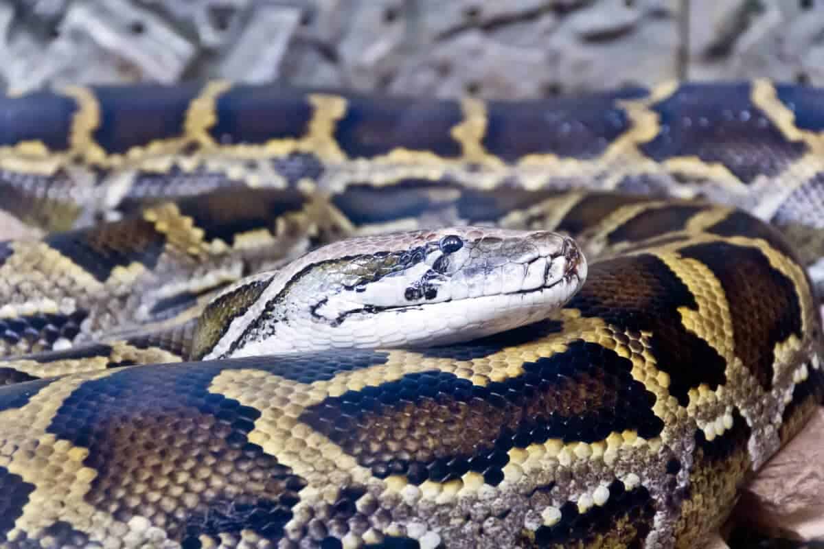 burmese python in florida