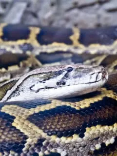 burmese python in florida