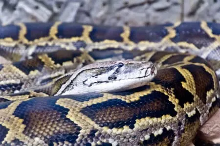 Discover Florida’s Unwelcome Intruder: The Burmese Python