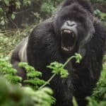 Gorilla vs. Bison