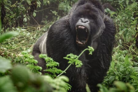 Watch: The Largest Wild Gorilla Ever Recorded (589 pounds) on Video Here