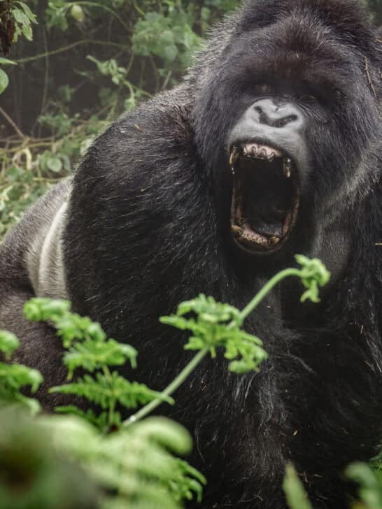 Watch: The Largest Wild Gorilla Ever Recorded (589 pounds) on Video Here
