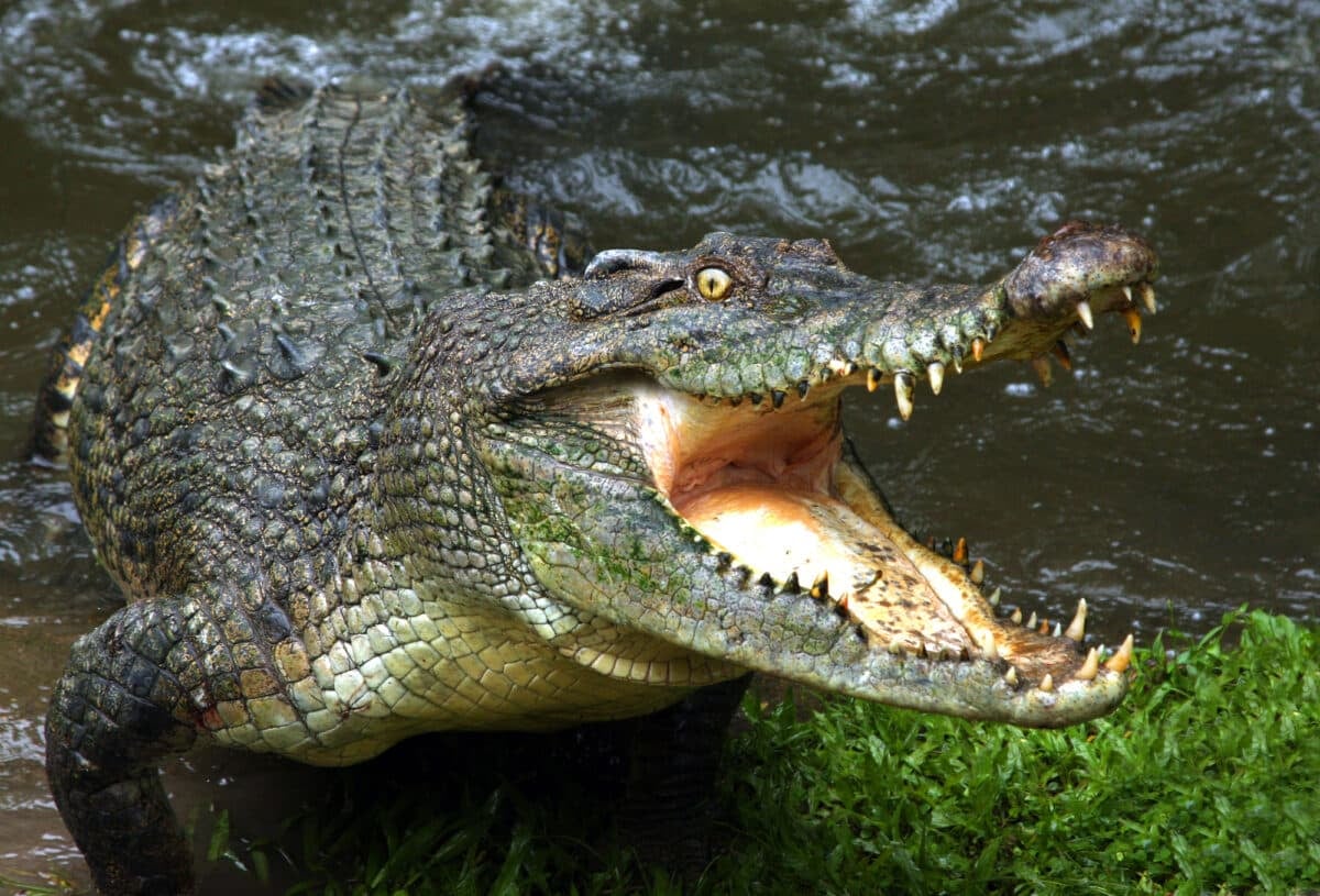 dominator Australian crocodile.