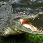 Meet the Giant Crocodile 'Dominator' That Leaps from the Water